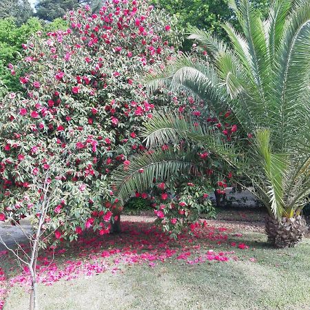 Casa Da Espinhosa Bed and Breakfast Γκιμαράες Εξωτερικό φωτογραφία